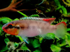 Congochromis cf.sabinae "Green speckle" Nioki