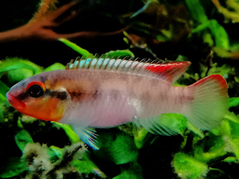 Congochromis cf.sabinae "Green speckle" Nioki