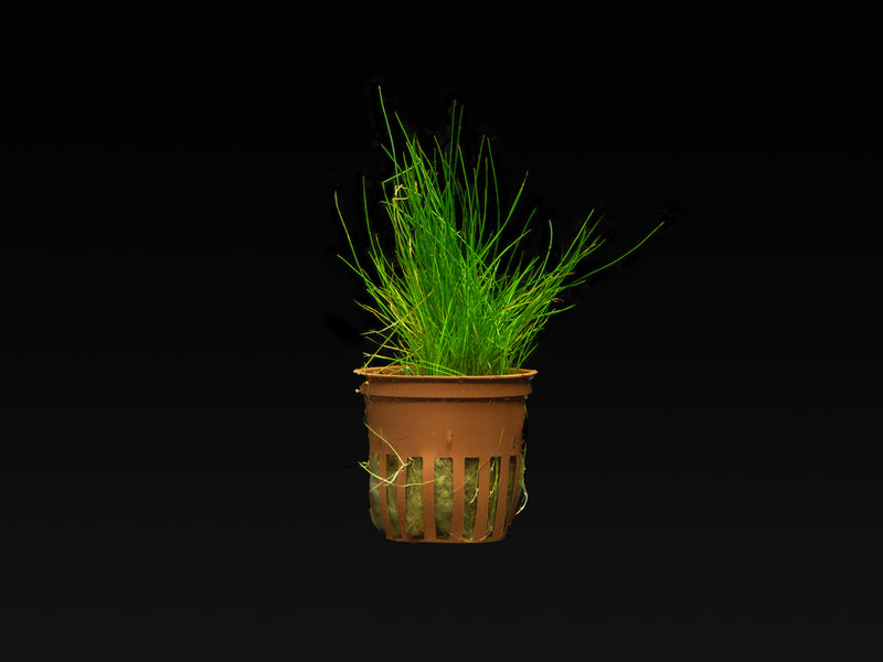 Eleocharis pusilla