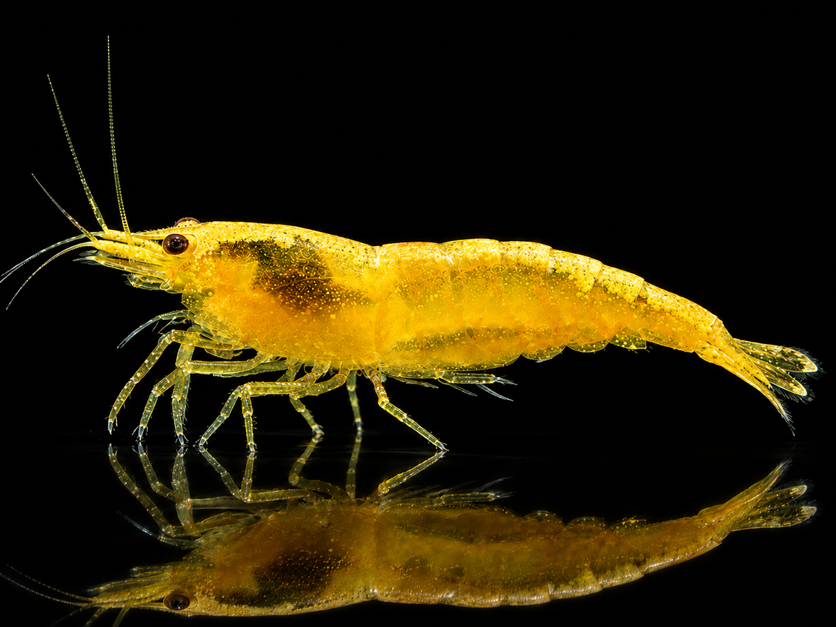 gelbe 'neon stripe' Garnele