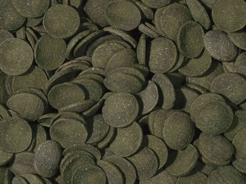 Green Algae Wafers