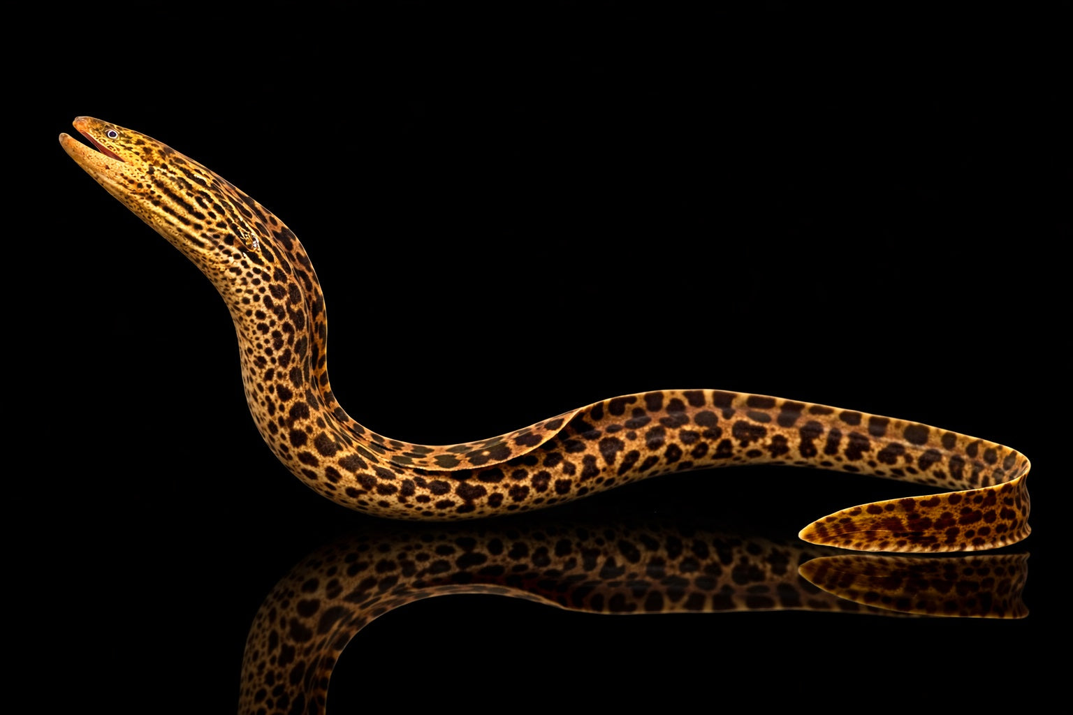 Leopardmuräne (echte Süßwassermuräne)