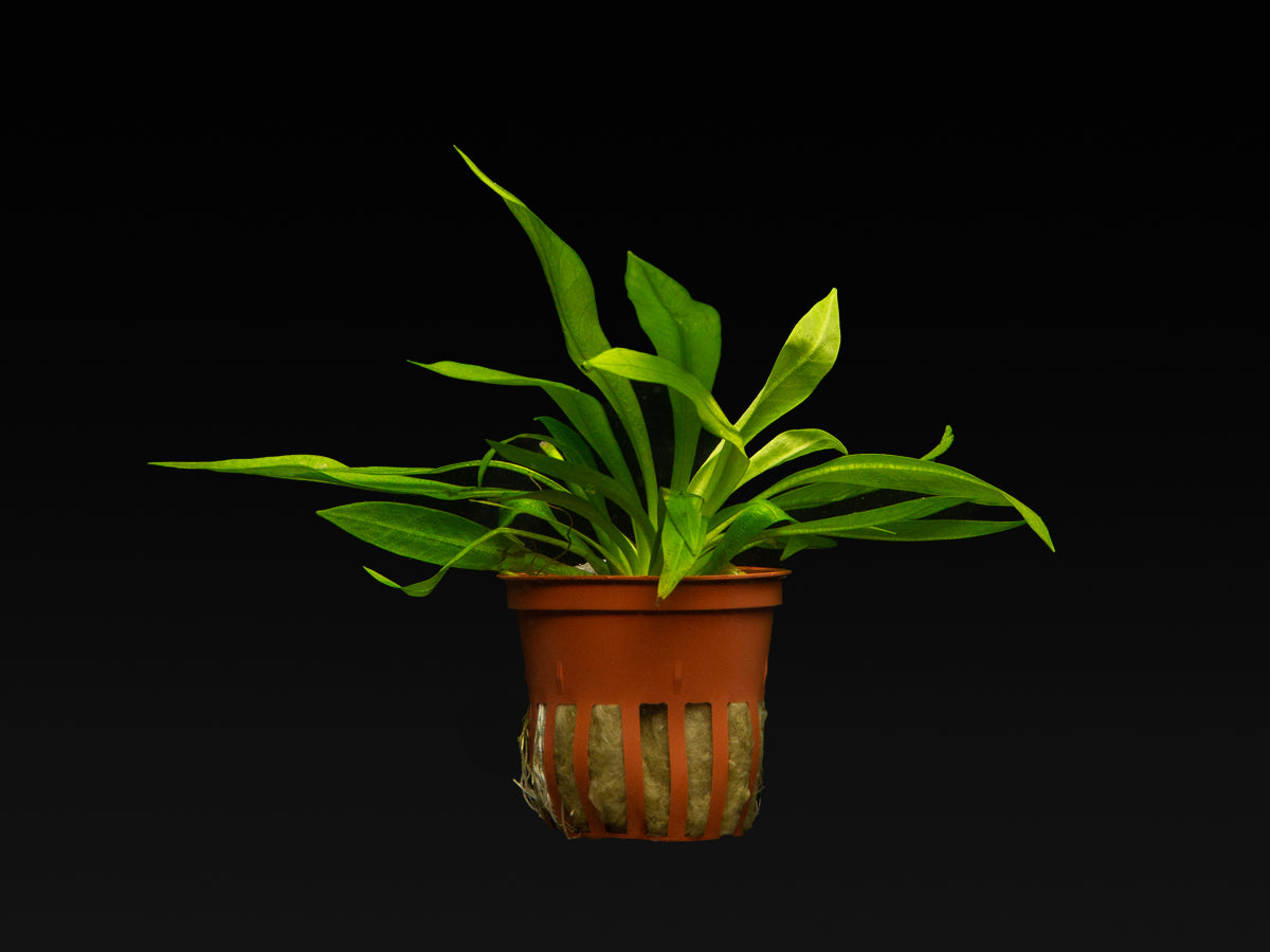 Helanthium bolivianum 'Quadricostatus'