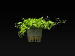 Hydrocotyle tripartita