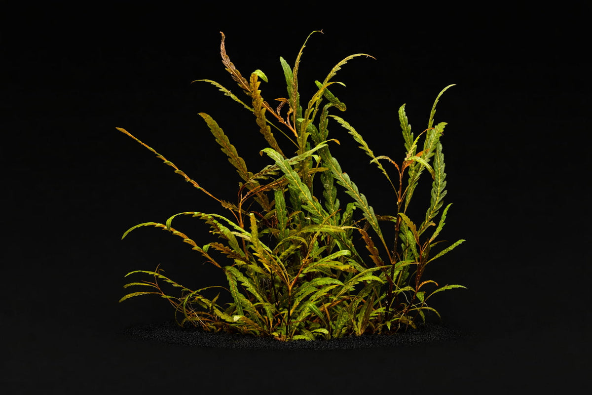 Hygrophila pinnatifida