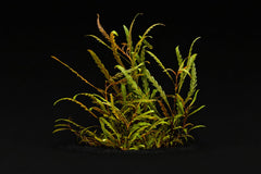 Hygrophila pinnatifida