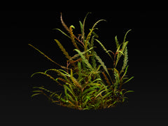 Hygrophila pinnatifida