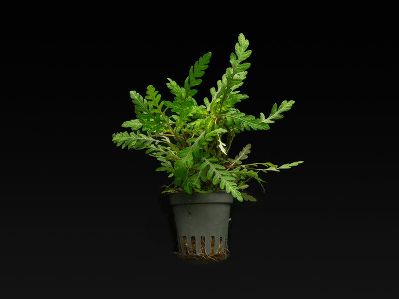 Hygrophila pinnatifida