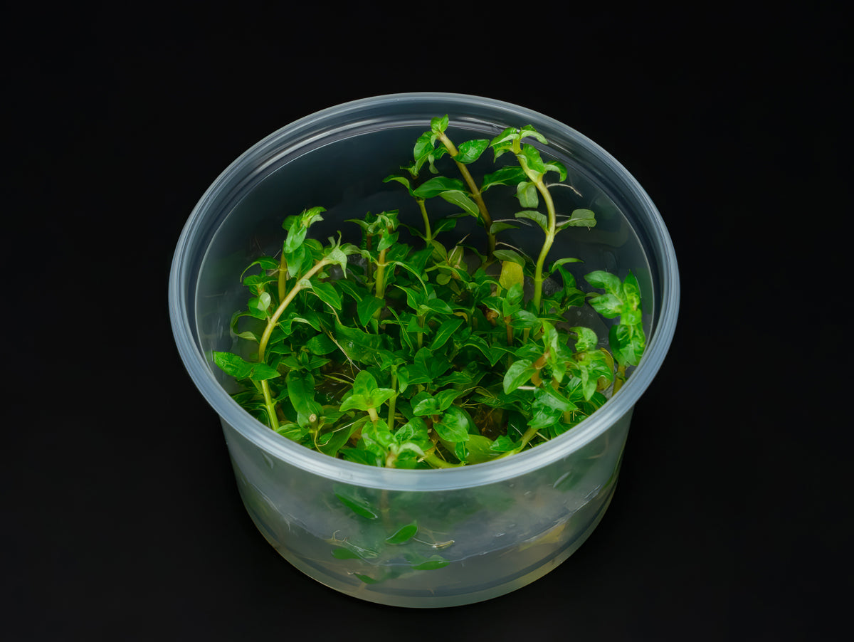 Staurogyne repens