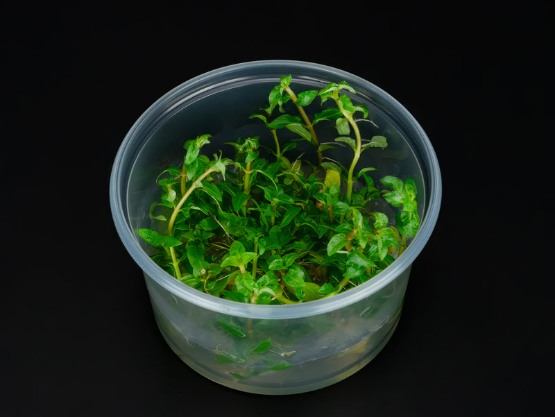 Staurogyne repens