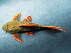 Pseudacanthicus pitanga