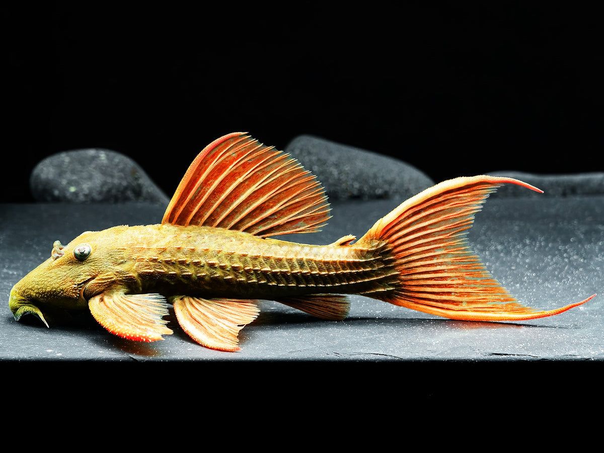 Pseudacanthicus pitanga