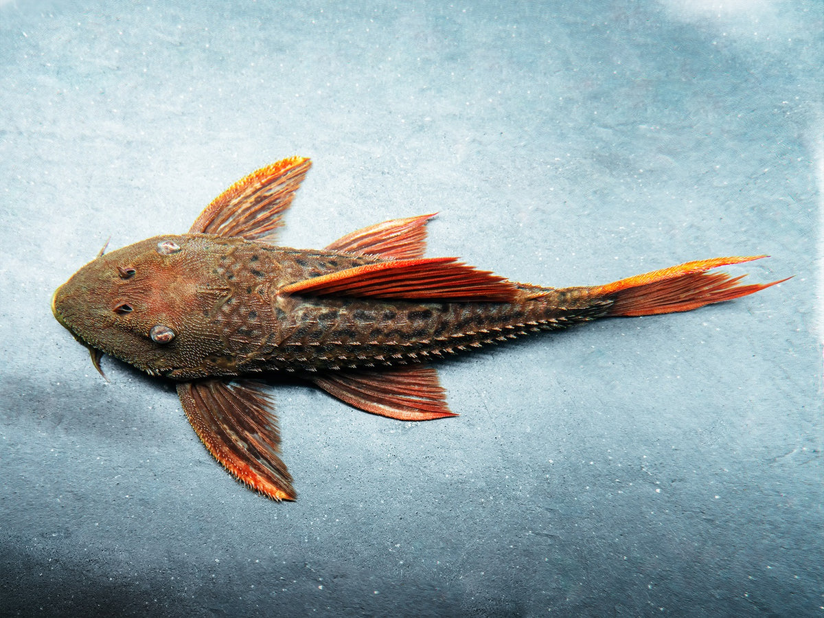 Pseudoacanthicus pirarara SR