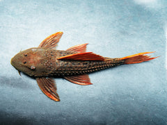 Pseudoacanthicus pirarara SR