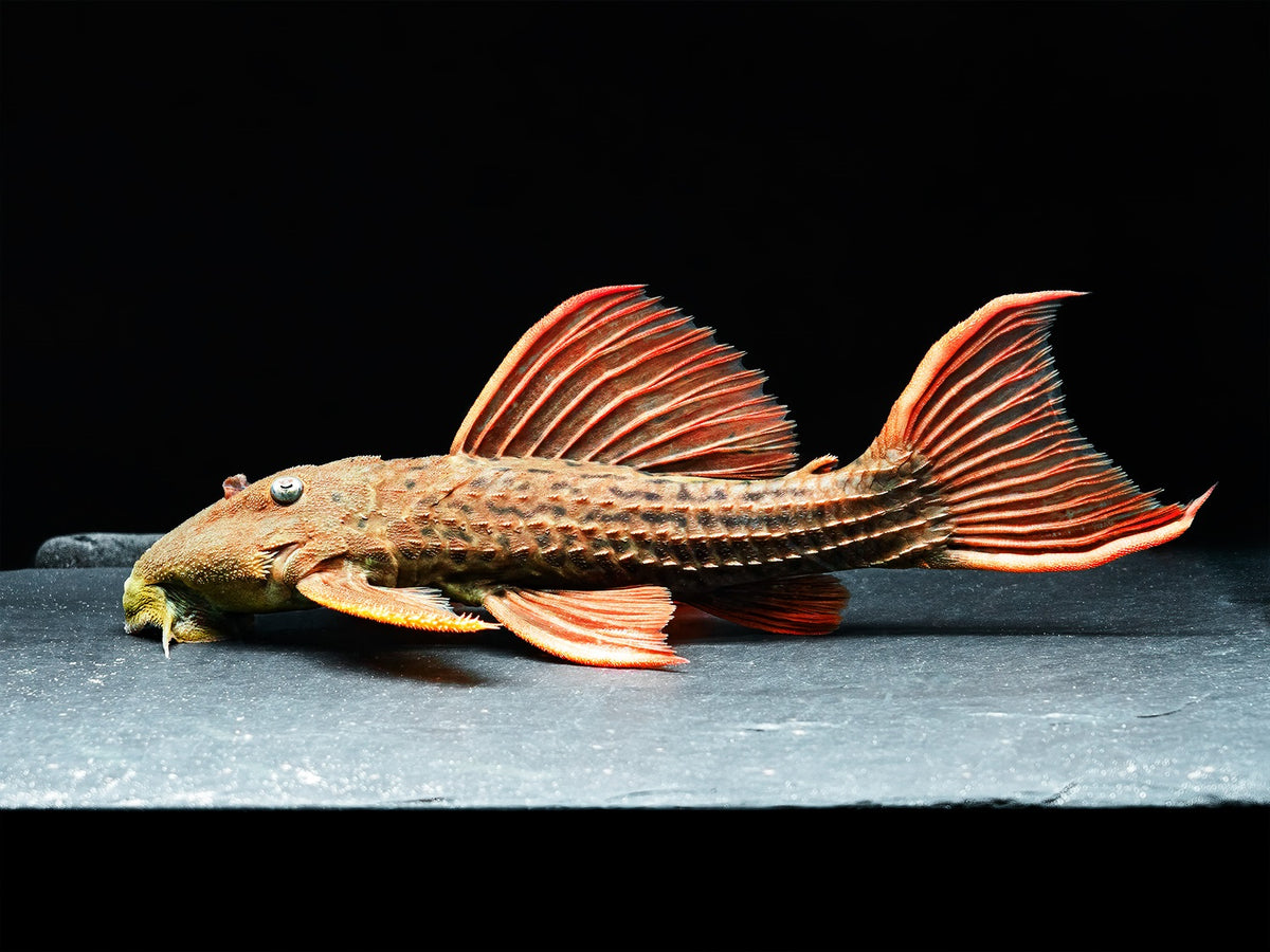 Pseudoacanthicus pirarara SR