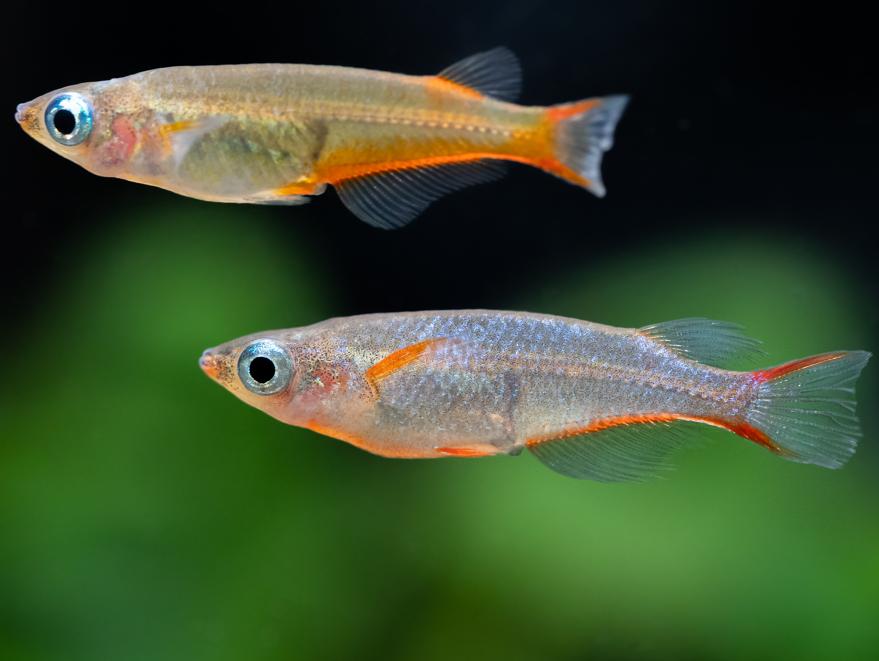 Daisys Leuchtaugenfisch