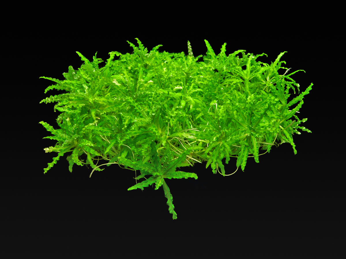 Pogostemon helferi