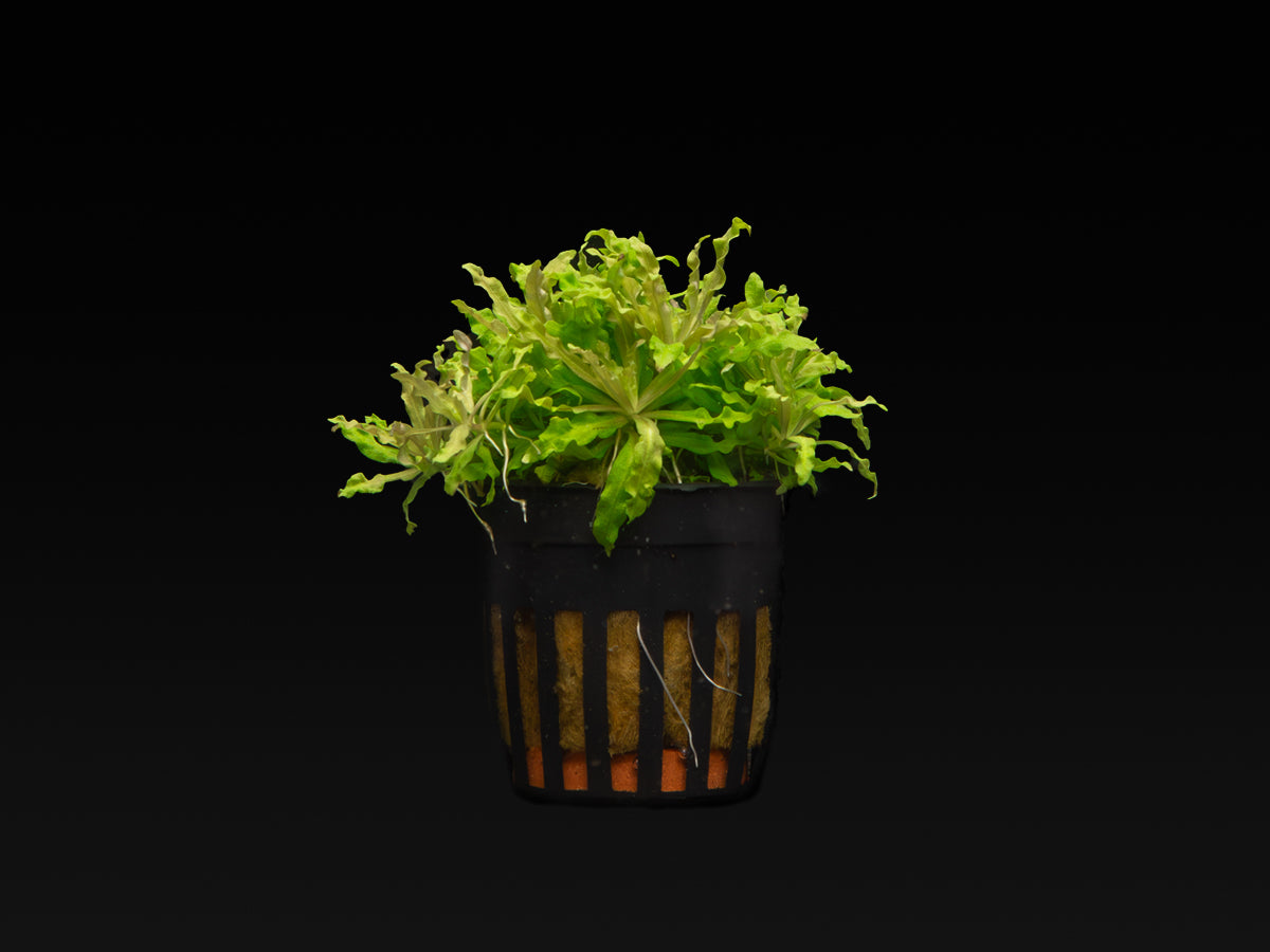 Pogostemon helferi