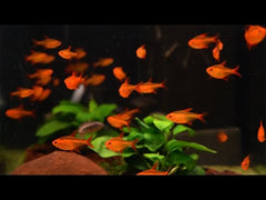 Red Muzel Tetra-3