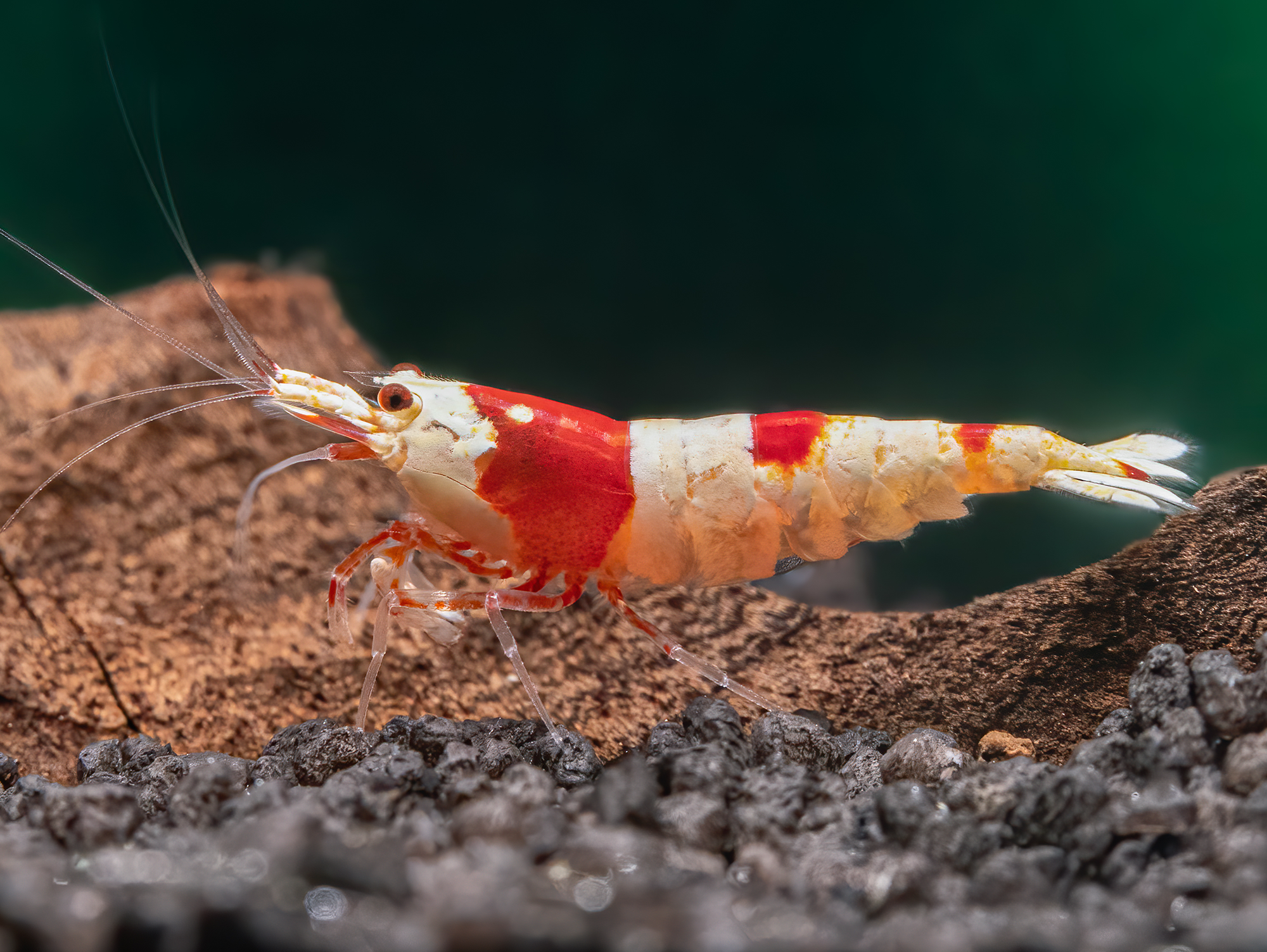 Crystal Red Garnele / Red Bee 'K6-K10'