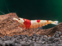 Crystal Red Garnele / Red Bee 'K6-K10'