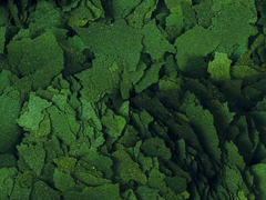 Super Spirulina Forte 36% Flakes