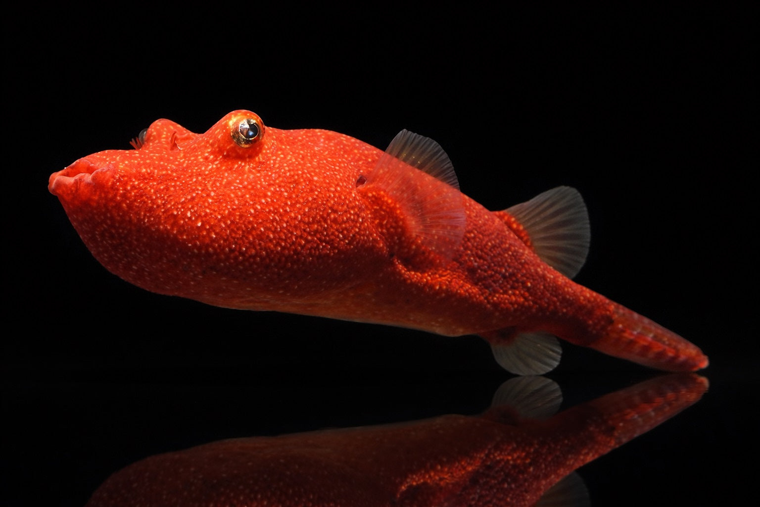 Brauner Kugelfisch