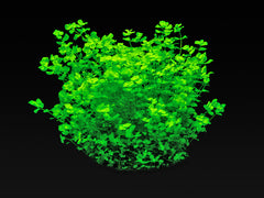 Micranthemum umbrosum