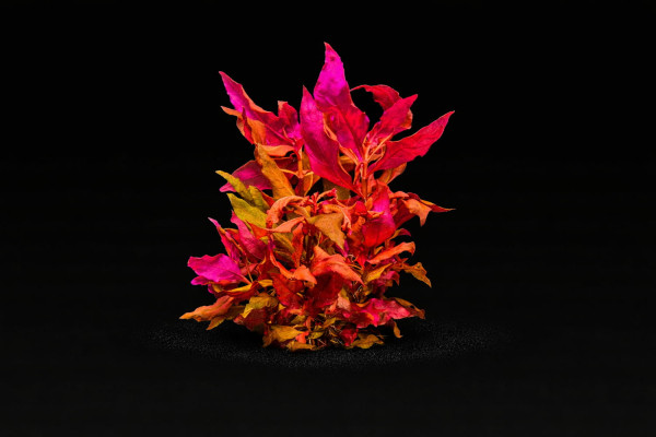 Alternanthera reineckii 'Lilacina'