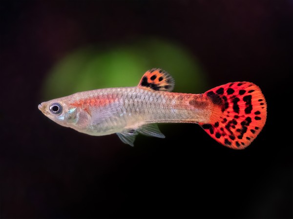 Guppy Snakeskin-rot Weibchen