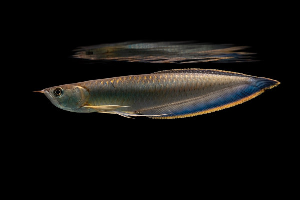 Schwarzer Arowana