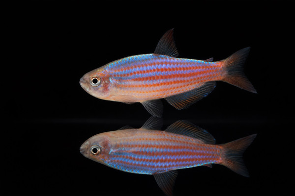 Purpurstreifen-Königssalmler