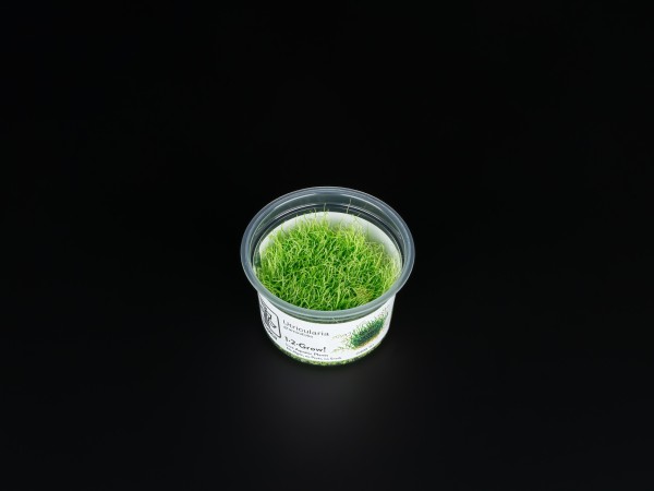 Utricularia graminifolia