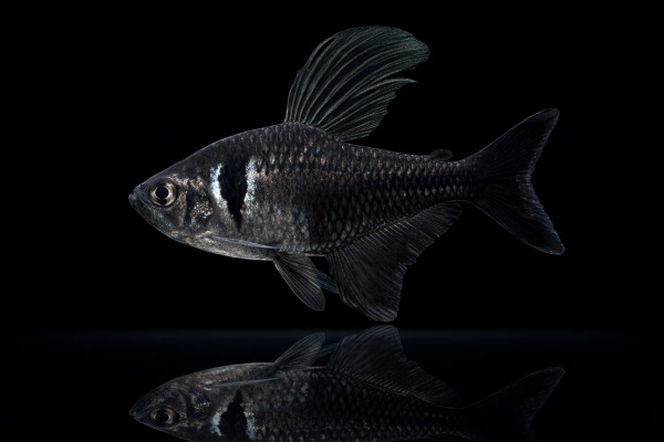 Schwarzer Phantomsalmler