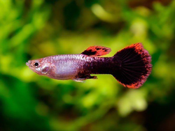 Guppy Fire ring Männchen