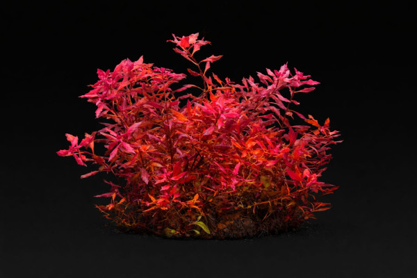 Ludwigia sp. 'Mini Super Red'