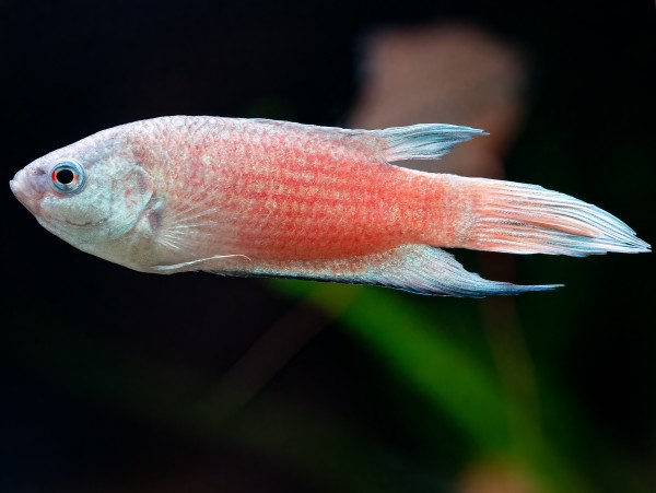 Paradiesfisch 'super red'
