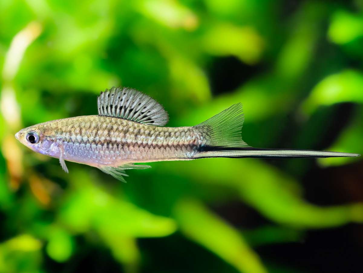 Xiphophorus montezumae