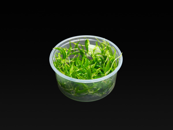 Ranalisma rostratum