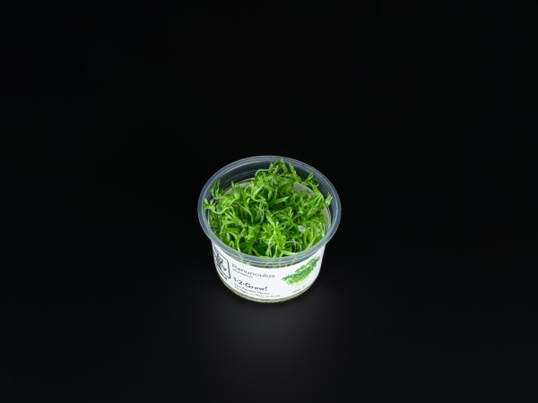 Ranunculus inundatus