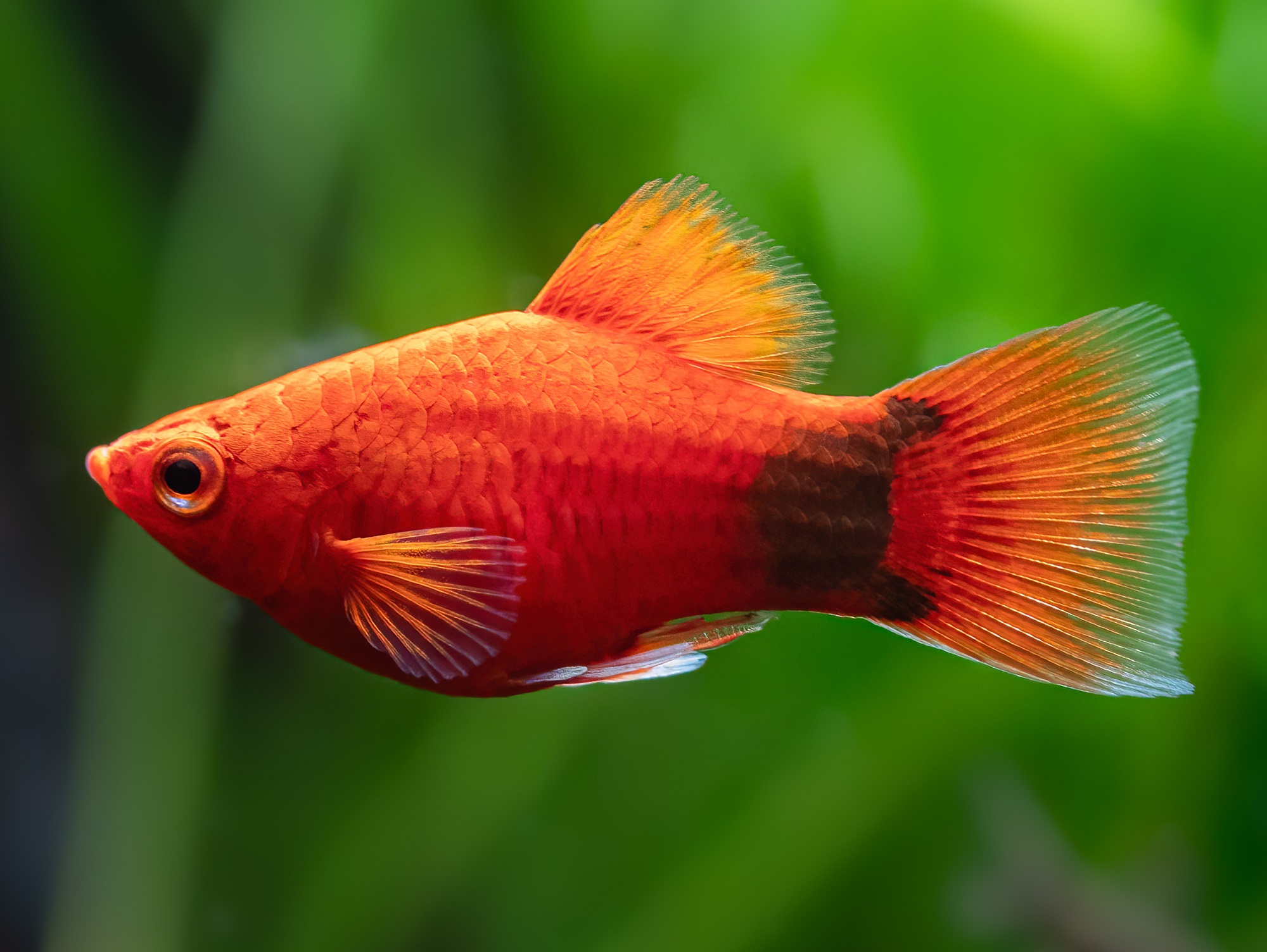 roter Micky Mouse Platy | Xiphophorus maculatus Coral red - Micky Mouse  bei ZOOBOX online kaufen | ZOOBOX