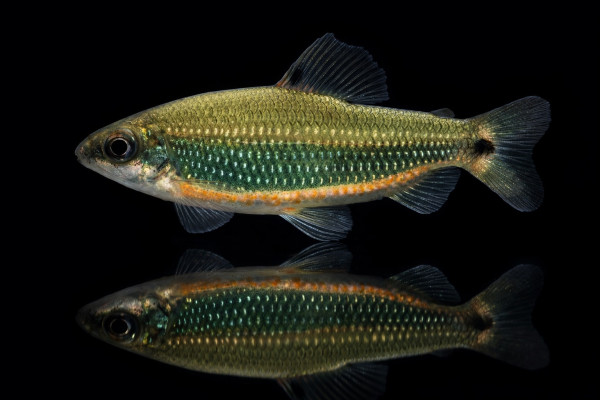 Smaragd Geradesalmler