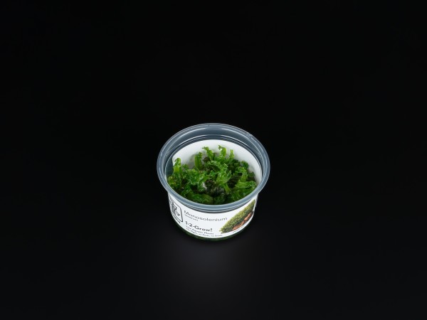 Monosolenium tenerum