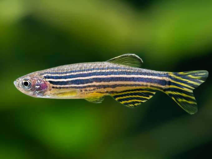 Bilder von echten Regenbogenfischen