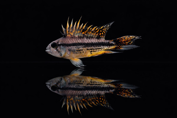 Kakadu Zwergbuntbarsch 'Double red'