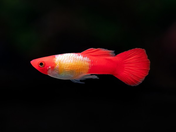 Koi Guppy Männchen
