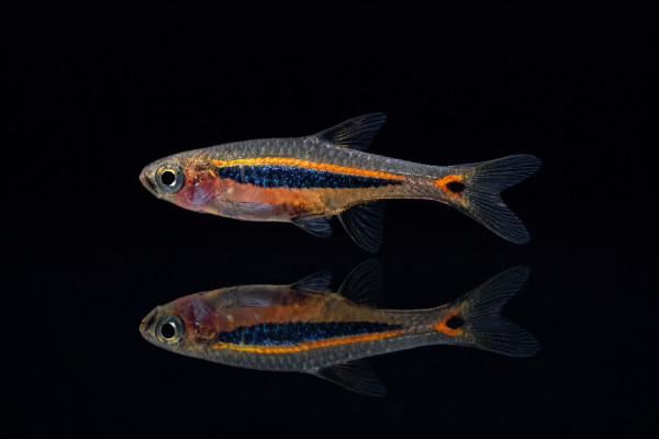 Längsband-Zwergbärbling