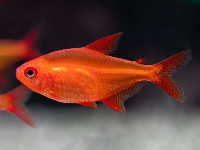 Bilder von echten Regenbogenfischen