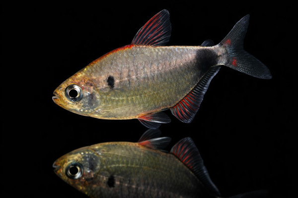 Afrikanischer Rotkäppchensalmler