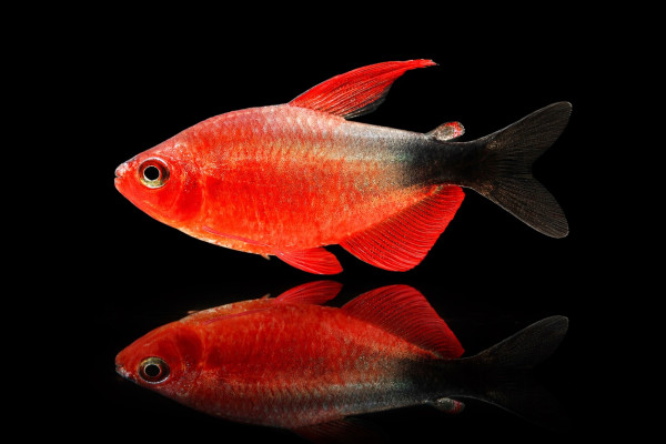 Hyphessobrycon peugeoti